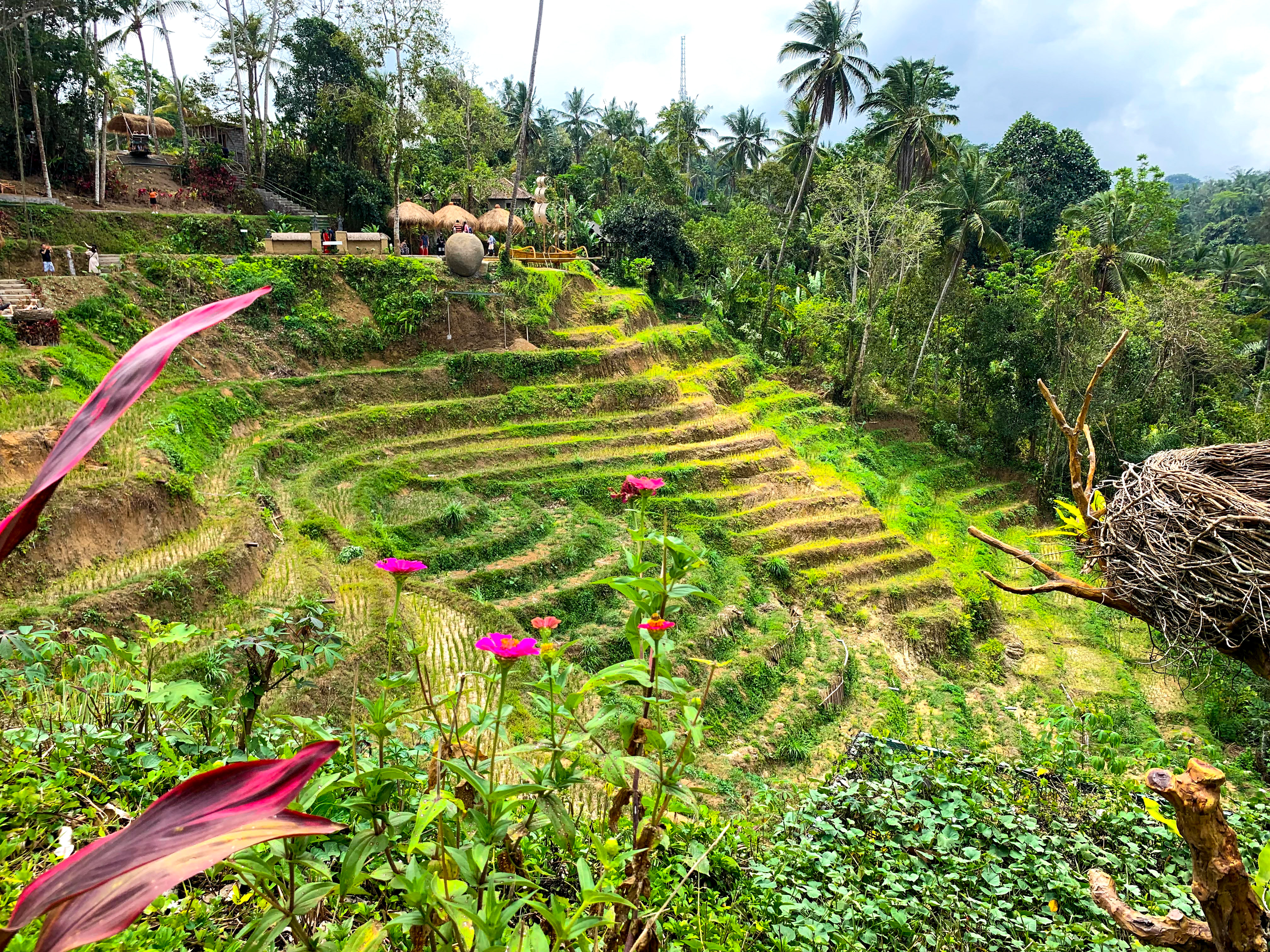 Les rizières de Tegallalang à Bali