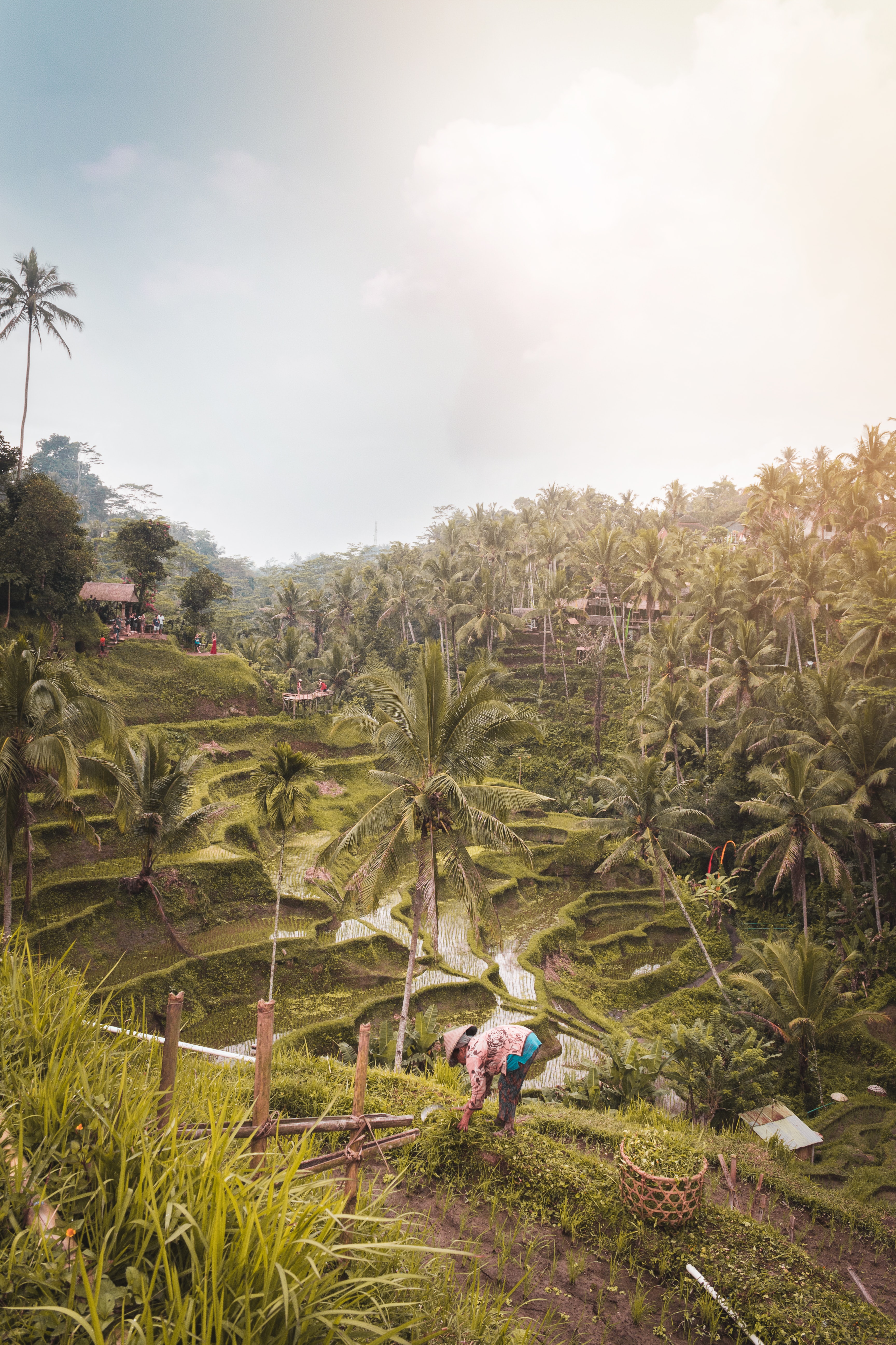 Les rizières de Tegallalang à Bali