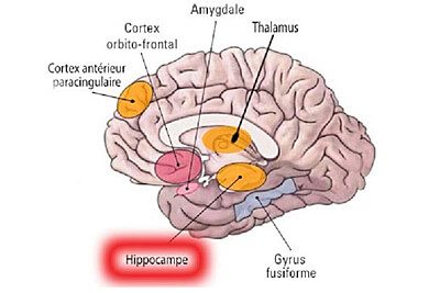 Hyppocampe